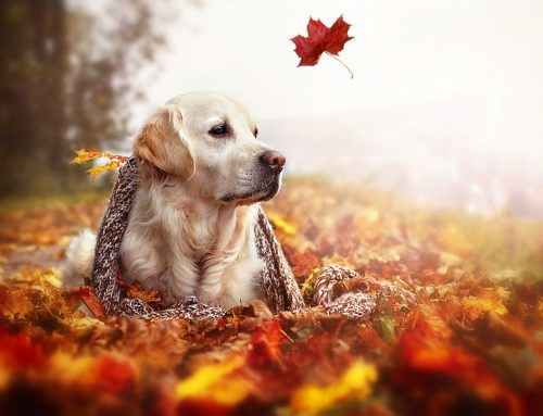 Furry Friends and Fall Fitness Fun! (part 1)